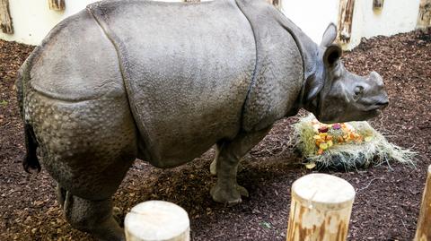Urodziny nosorożców we wrocławskim zoo