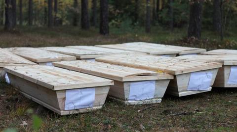 W lesie w okolicach miejscowości Królików (powiat Koniński) znaleziono 12 trumien porzuconych przez złodziei