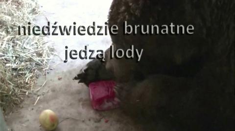 W poznańskim zoo niedźwiedzie dostały owocowe lody