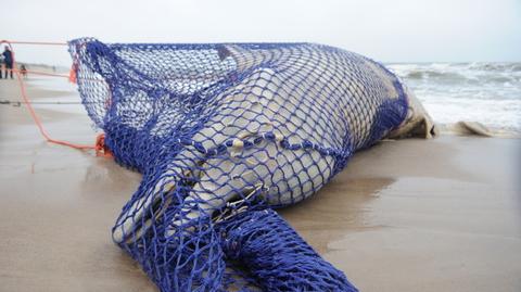 Wieloryb opuszcza bałtycką plażę