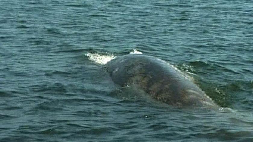 Wieloryb pływa po wodach Zatoki Gdańskiej