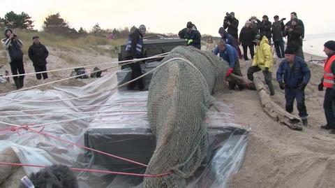 Zabrali martwego wieloryba z plaży