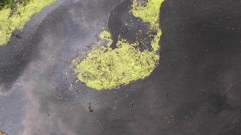 Zanieczyszczona rzeka Utrata (fot.internauta)