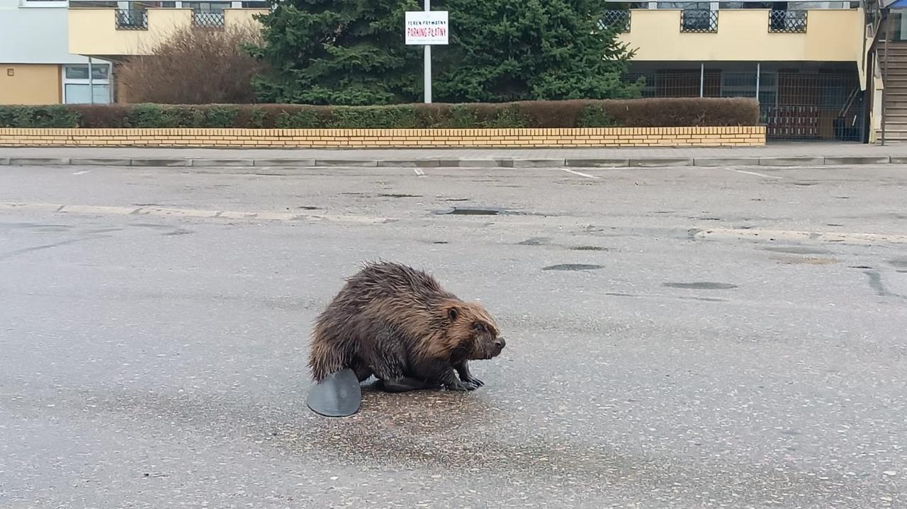 Giżycko. Zablokowali drogę, wstrzymali ruch. Dla bobra