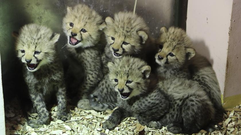 W gdańskim zoo urodziły się gepardy grzywiaste