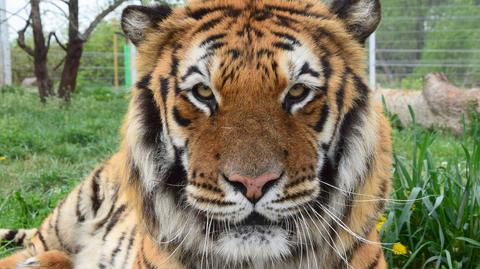 Od Hiszpanii po Dagestan. Nowe tropy i historia tygrysów - część I reportażu "Czarno na białym"