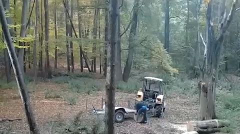Wjechał ciągnikiem do lasu i ukradł drzewo. Leśnicy: kradzieży przybywa