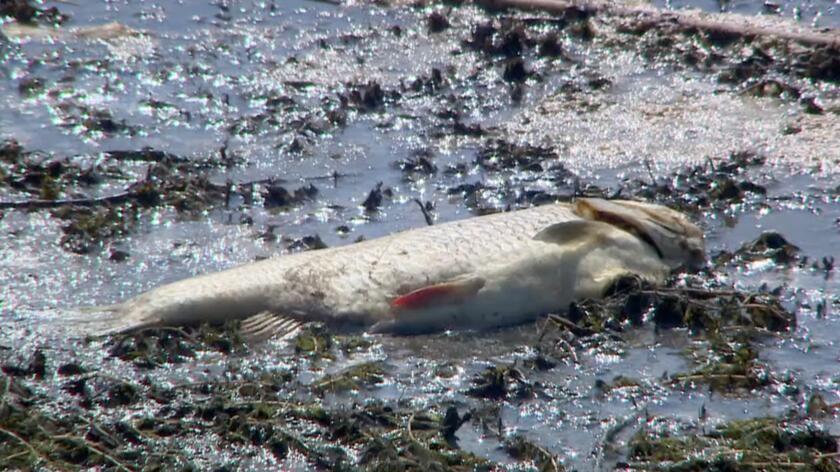 Pawelec: niemieccy naukowcy twierdzą, że ryby w Odrze zabiła 
złota alga