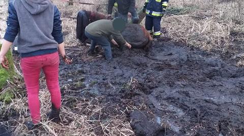 Jabłonna: Akcja ratowania konia, który topił się w bagnie