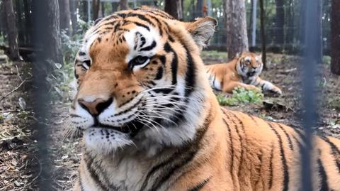 Poznańskie zoo pożegnało tygrysa Gideona