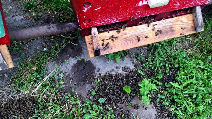 Martwe pszczoły w okolicach Wągrowca 