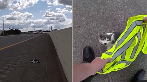 Ranny kotek błąkał się po poboczu autostrady