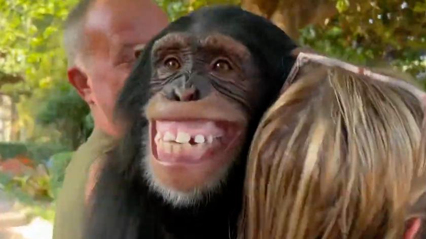 Ponowne spotkanie 6-letniego szympansa Limbani ze swoimi opiekunami