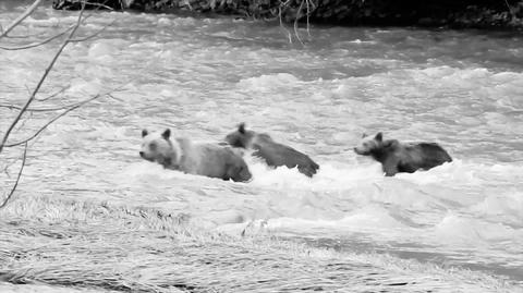 Niedźwiedzie przemierzają wezbraną rzekę w Bieszczadach