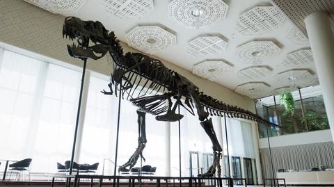 Sprzedano szkielet tyranozaura za ponad 6 milionów dolarów. To pierwsza taka aukcja w Europie