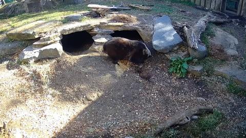 Niedźwiedź grizzly staranie przygotowuje swoje posłanie do zimowej drzemki