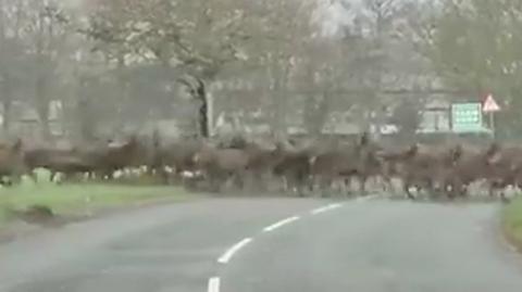 Ogromne stado jeleni przebiegło przez drogę 