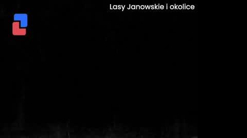 Wilcza dominacja z bliska