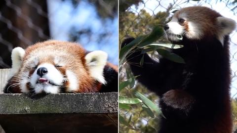 Dwie pandki rude korzystają z pogody i wylegują się w promieniach słońca