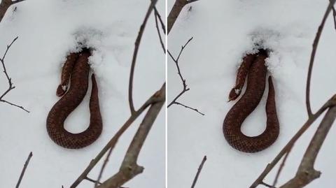 Żmija zygzakowata w śniegu. Ten widok zaskoczył leśniczych
