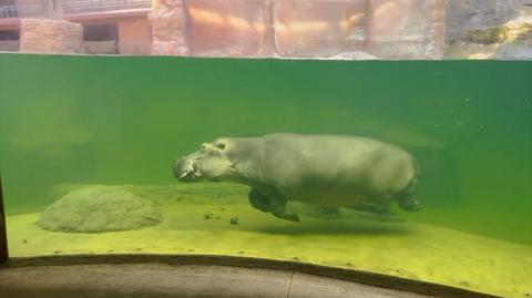 Podwodny balet hipopotama. Niezwykła gracja i płynne ruchy