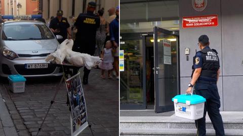 Oferował zdjęcia z gołębiami na warszawskiej Starówce. Wcześniej odebrano mu szopa pracza