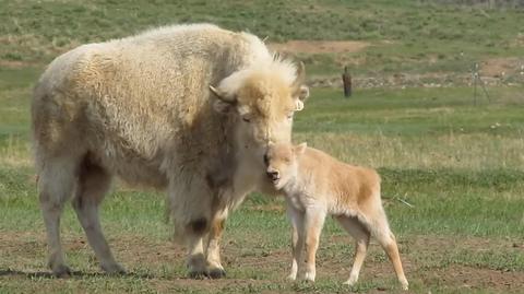 Rzadki okaz białego bizona urodził się w USA (nagranie z 2023 r.)