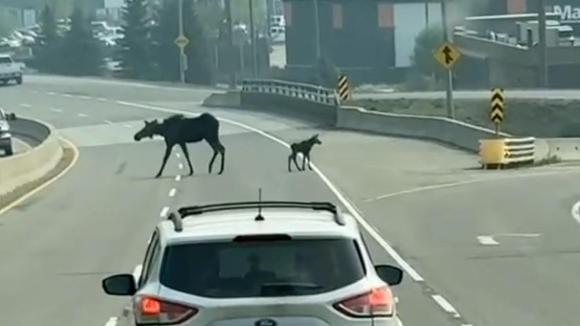 Dwa łosie spacerowały po ruchliwej drodze w Kanadzie