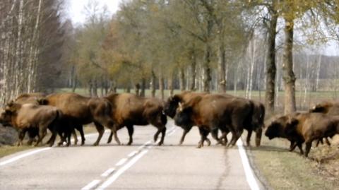 Blisko setka żubrów przebiegła przez drogę na Podlasiu

