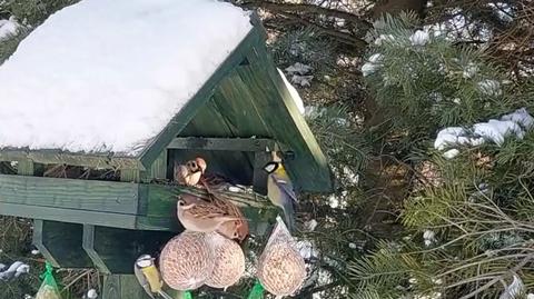 Leśnicy zaobserwowali niemały ruch przy karmniku