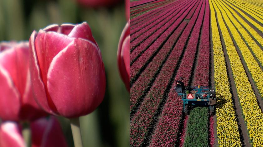 Polskie plantacje zachwycają tulipanowym ogrodem