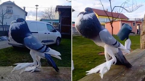 "Nowy pokemon", "umięśniony gołąb". Internauci zastanawiali się, jak go opisać