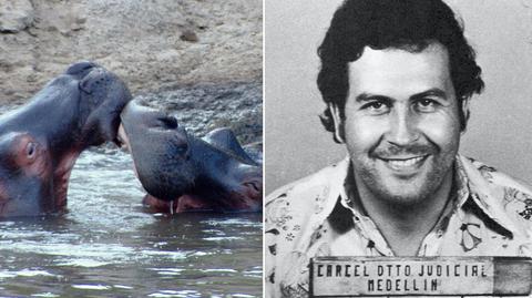 "Kokainowe hipopotamy" zagrażają faunie Kolumbii. Sprowadził je tam Pablo Escobar
