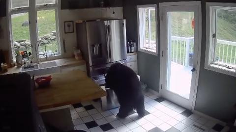 Niedźwiedź włamał się do domu i sam otworzył lodówkę