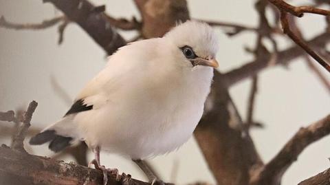 We Gdańsku wykluły się jedne z najrzadszych ptaków na świecie