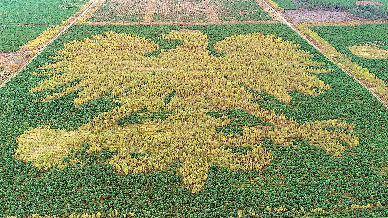 Orzeł z tysięcy drzew. Z roku na rok widać go lepiej