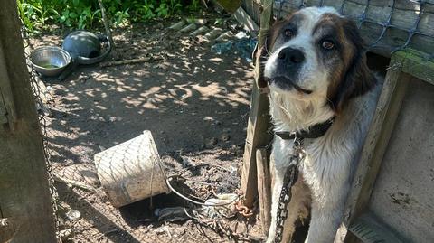 Zaniedbane i chore psy na odziedziczonej posesji. Jeden z nich miał guza wielkości grejpfruta