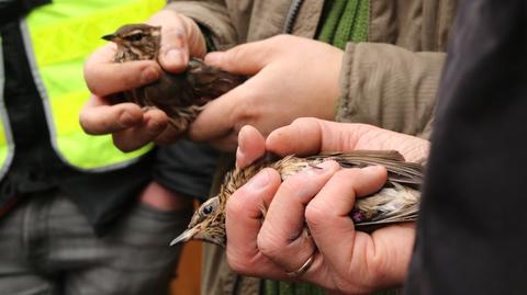 280 ptaków odzyskało wolność. Były właściciel przetrzymywał je w fatalnych warunkach