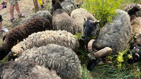 Kary dla urzędników po kontroli wypasu owiec