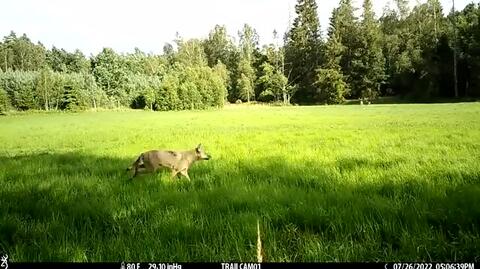 Wilki w pogoni za jeleniami. Fotopułapka leśników uchwyciła niezwykłą scenę