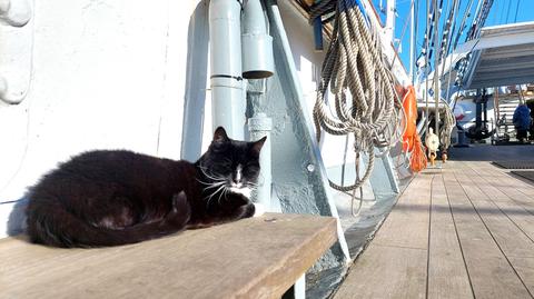 Dar Pomorza ma swojego kota. Na pokładzie mieszka od 14 lat