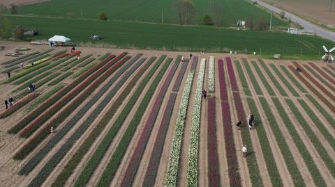 Pole tulipanów pod Gdańskiem