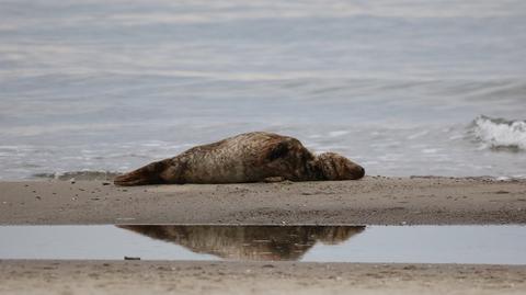 Pomorze: foka oswobodzona z obręczy na szyi padła
