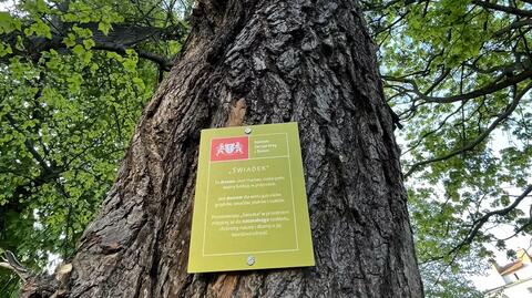 Martwe drzewa otrzymują status "świadków". Miasto chce w ten sposób chronić cenne okazy