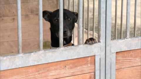 Mieszkańcy Sosnowca chcą oddać psy do schroniska