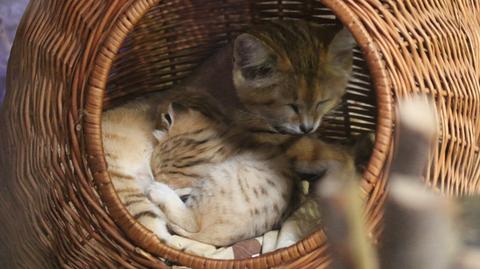 Pustynne koty przyszły na świat w oliwskim zoo