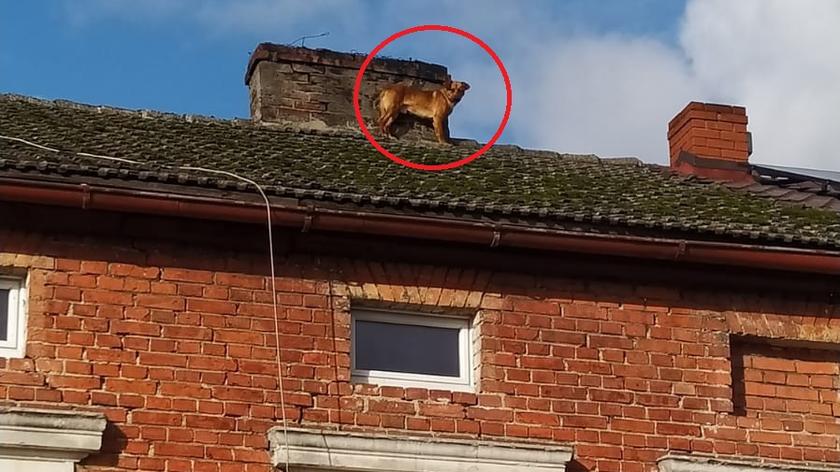 Pies utknął na dachu kamienicy. Wrócił na dół dzięki podnośnikowi i kiełbasie