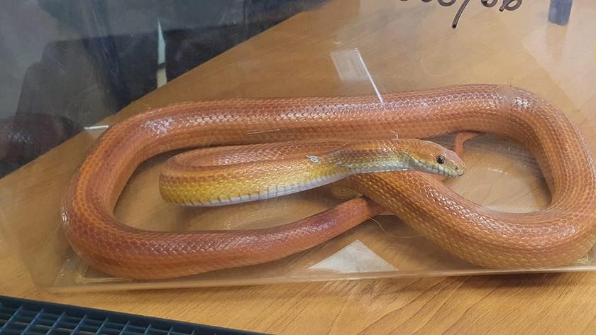The corn snake was 1,5-metre long