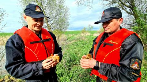 Two little cranes rescued by firefighters