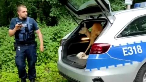 Young roe deer saved and escorted back to forest by police officers
